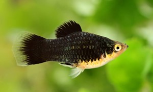 Black-Platy